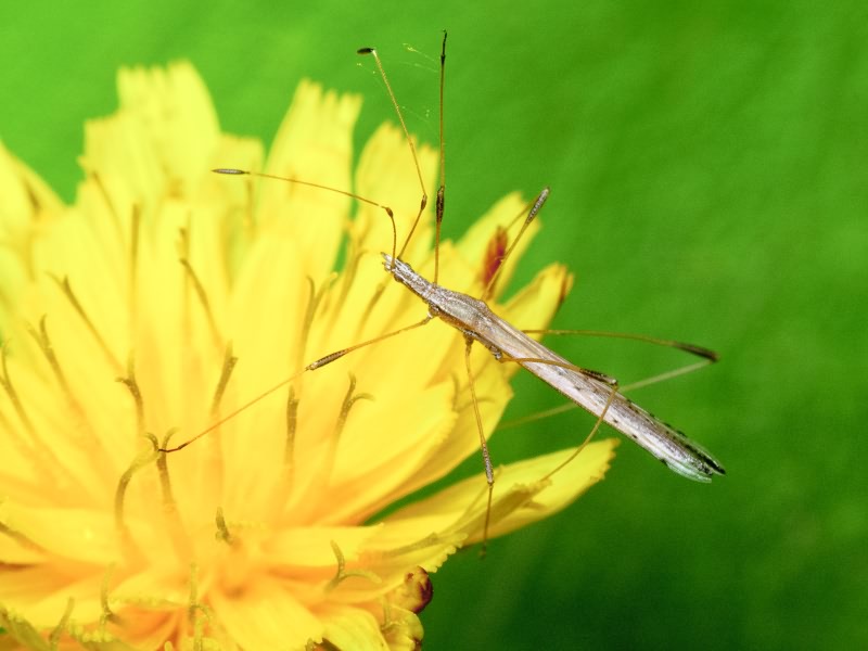 Neides tipularius (Linnaeus, 1758)